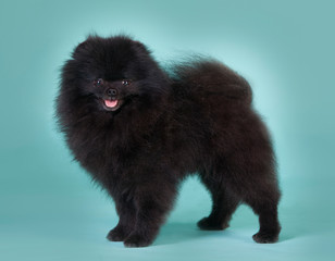 Black Pomeranian dog portrait in studio