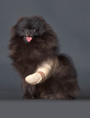 Black Pomeranian dog portrait in studio