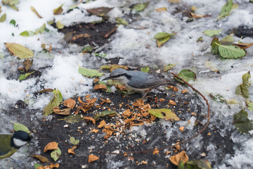Sitta eats nut on the park.