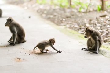 Long-tailed macaque monkeys roam free amongst the balinese Hindu temples of the sacred Ubud Forest in Bali, Indonesia.