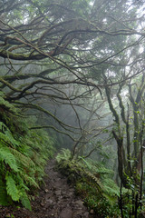 Beautiful forest on a rainy day.Hiking trail. Anaga Rural Park - ancient forest on Tenerife, Canary Islands.