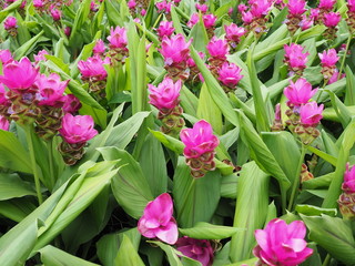 Pink Krachiew flowers and beautiful green leaves background. Krachiew flowers.