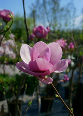 Magnolia Cleopatra