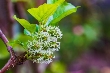 green mulberry in the garden.
