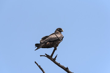 A Tawny Eagle on a branch in the Chobe National Park, Botswana