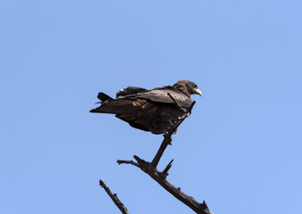 A Tawny Eagle on a branch in the Chobe National Park, Botswana