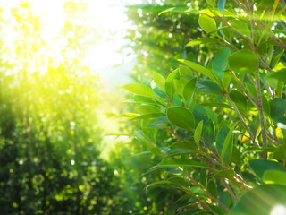 Fresh green leaves with sunlight background. Green leaf background.