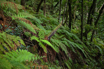 Beautiful forest on a rainy day.Hiking trail. Anaga Rural Park - ancient forest on Tenerife, Canary Islands.