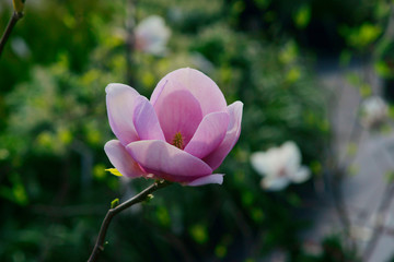 Magnolia Cleopatra