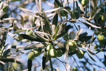Olives on the tree