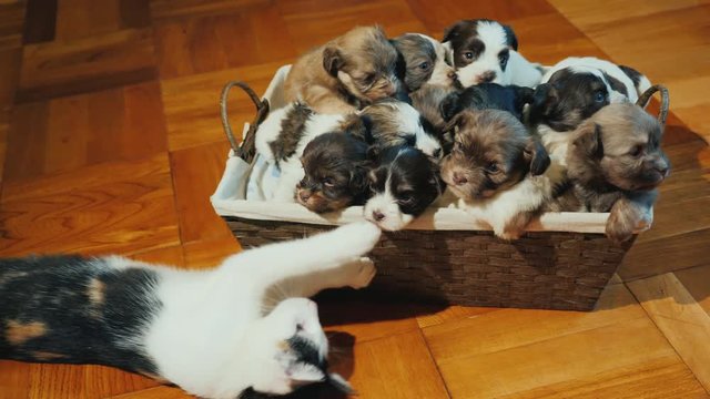 The naughty cat plays with a basket full of puppies. Unexpected gift concept