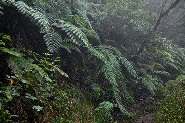 Beautiful forest on a rainy day.Hiking trail. Anaga Rural Park - ancient forest on Tenerife, Canary Islands.