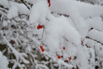 Viburnum red in the winter in the snow