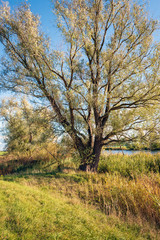 Obraz premium Large willow tree on the banks of a narrow river