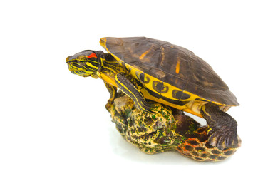 Черепаха красно ухая