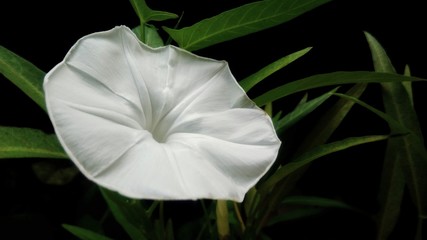 Plakat Morning glory flower blooming with black background