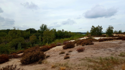 Landscape near Lake Reinders of Maasduinen National Park. Limburg, Netherlands