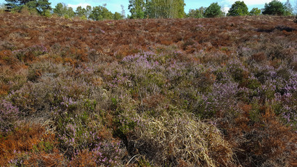 Brown heath field due to drought, Maasduinen National Park, Limburg, Netherlands