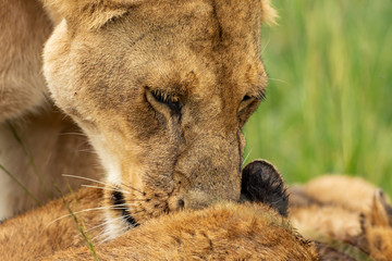 Lioness licking her cub after lunch 