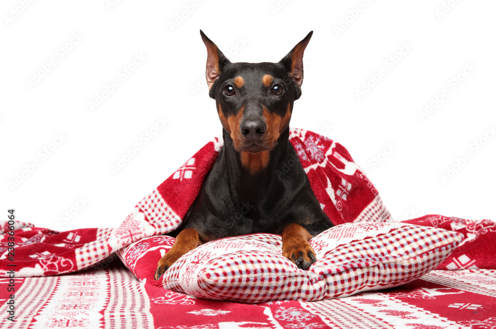 Canvas Prints german pinscher under blanket