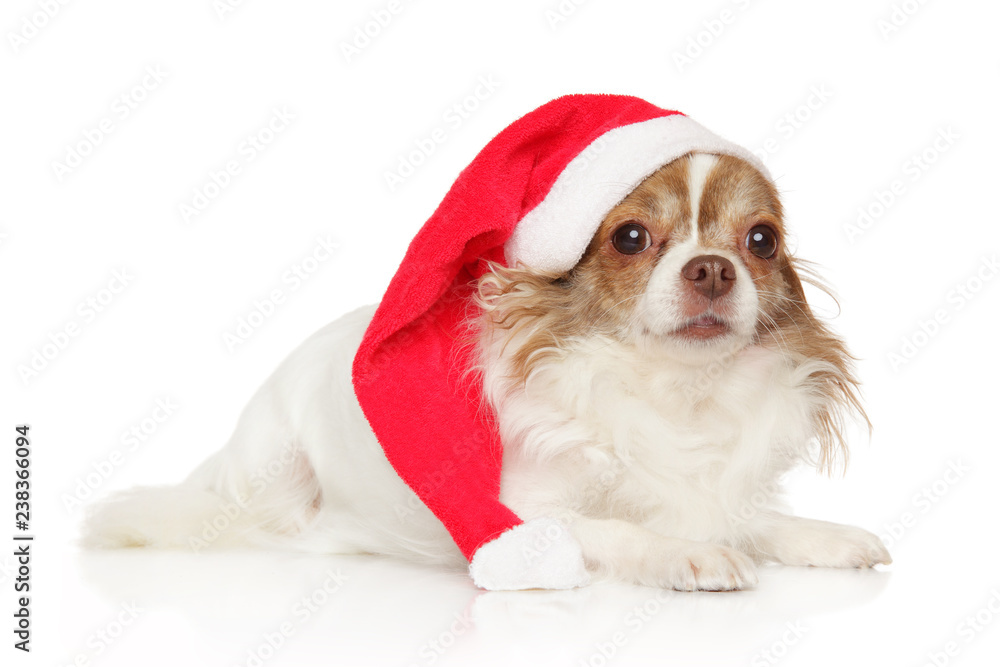 Canvas Prints Chihuahua lying in Santa red hat