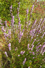 Obraz premium Flowering heather plant (Calluna vulgaris)
