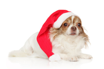 Chihuahua lying in Santa red hat