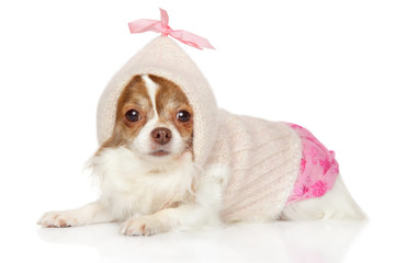 Obraz premium Chihuahua in dog clothes