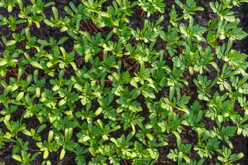 Marigold (tagetes) seedlings from above