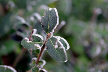 Frozen green leaves of a plant in winter