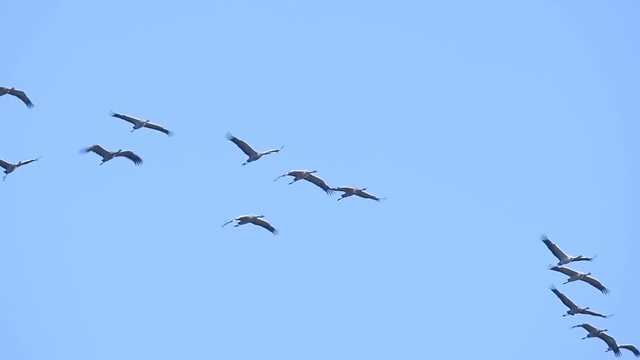 Common Cranes or Eurasian Cranes (Grus Grus) birds flying in mid air during migration to the South in the fall. Slow motion clip.