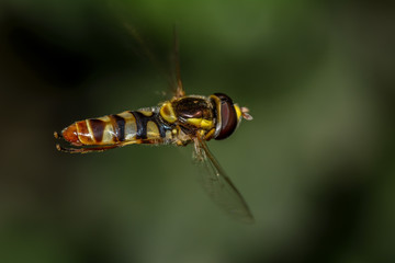 1:1 Hoverfly in flight!