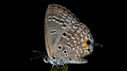 Beautiful as always...