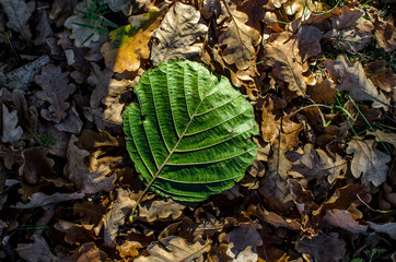 Autumn leaves alder and gray leaves of oak