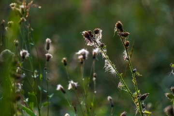 Deflorate weeds on wild meadow.