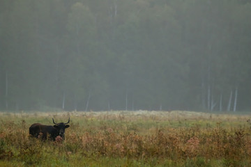 Obraz na płótnie Canvas Bull grazing in the meadow on foggy summer morning.
