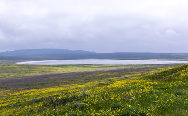 Fototapeta na wymiar Rapeseed field, landscape 