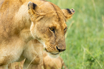 Lioness’s muzzle close-up