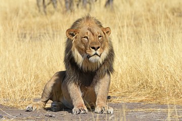 Mähnenlöwe (panthera leo) im Etosha Nationalpark (Namibia)