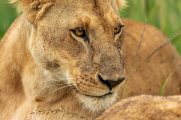 Lioness’s muzzle close-up
