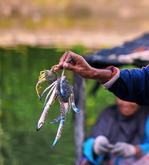 Asian fisherman with crab in hand. Hand holding crab. Hand holding fresh sea crab. Catcher shows crabs to camera.