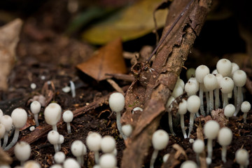 Micro Life