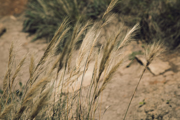Fototapeta premium Wind on the Mountain