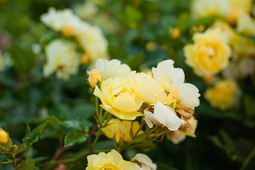 Obraz premium yellow flowers in garden