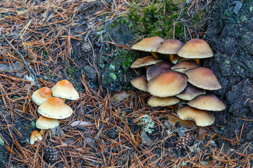 Ramilletes de Hipoloma de láminas verdes sobre madera de pino silvestre. Hypholoma fasciculare.