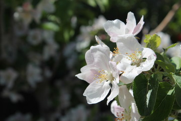 The White Blossom/ Spring/ Beautiful