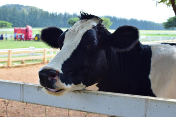 Dairy cow in the dairy milk farm
