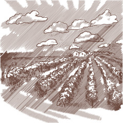 wine field. vector vintage illustration in engraving style