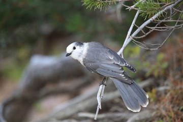 Gray Jay - Perisoreus canadensis, perched in a tree Glacier NP Montana
