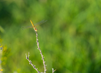 natural background with dragonfly sitting on a branch on a Sunny day.